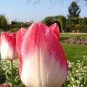 Tulipa triomphe 'Akela'